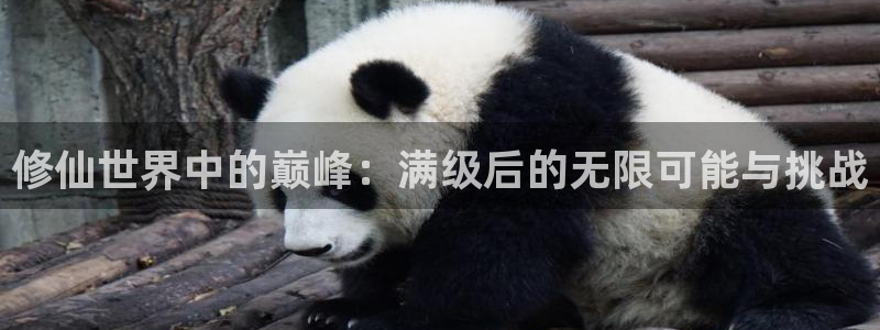 修仙世界中的巅峰：满级后的无限可能与挑战