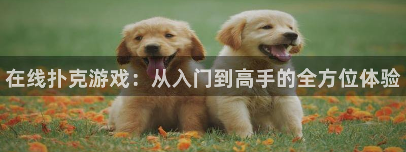 威廉希尔欧洲指数：在线扑克游戏：从入门到高手的全方位体验